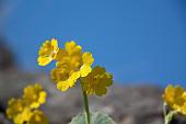 12_Primula Auricola (primula orecchia d'orso)